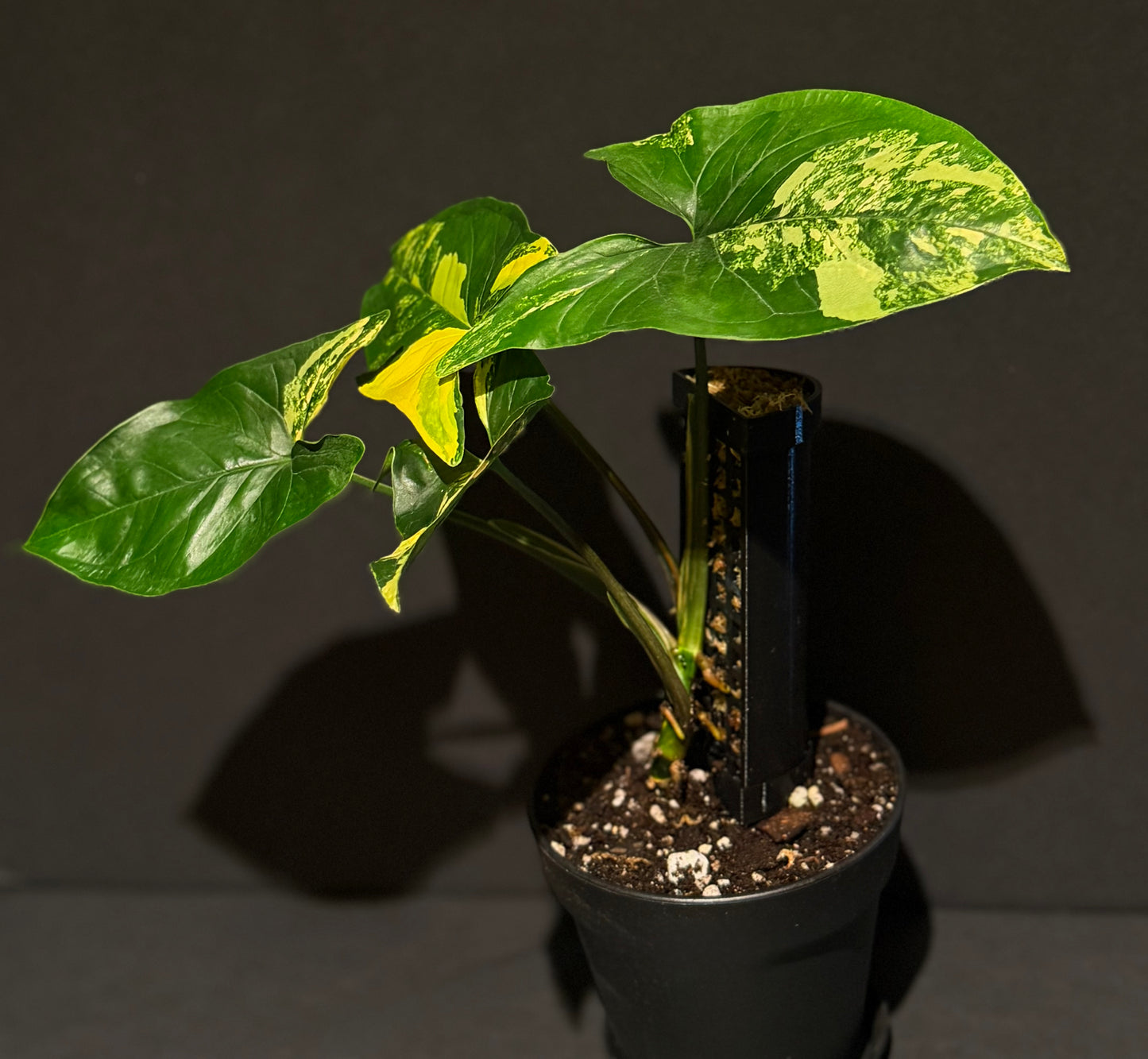 Syngonium podophyllum ‘Aurea’ · The Collection