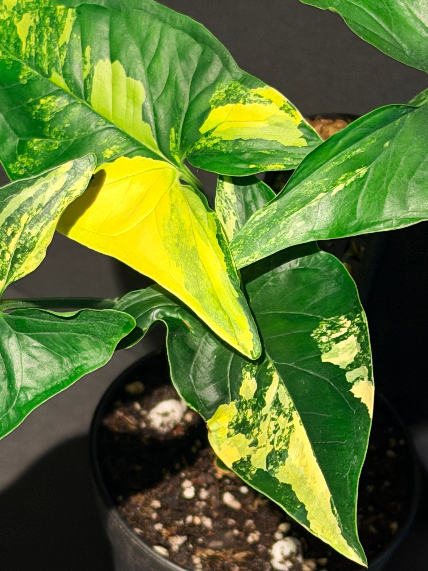 Syngonium podophyllum ‘Aurea’ · The Collection