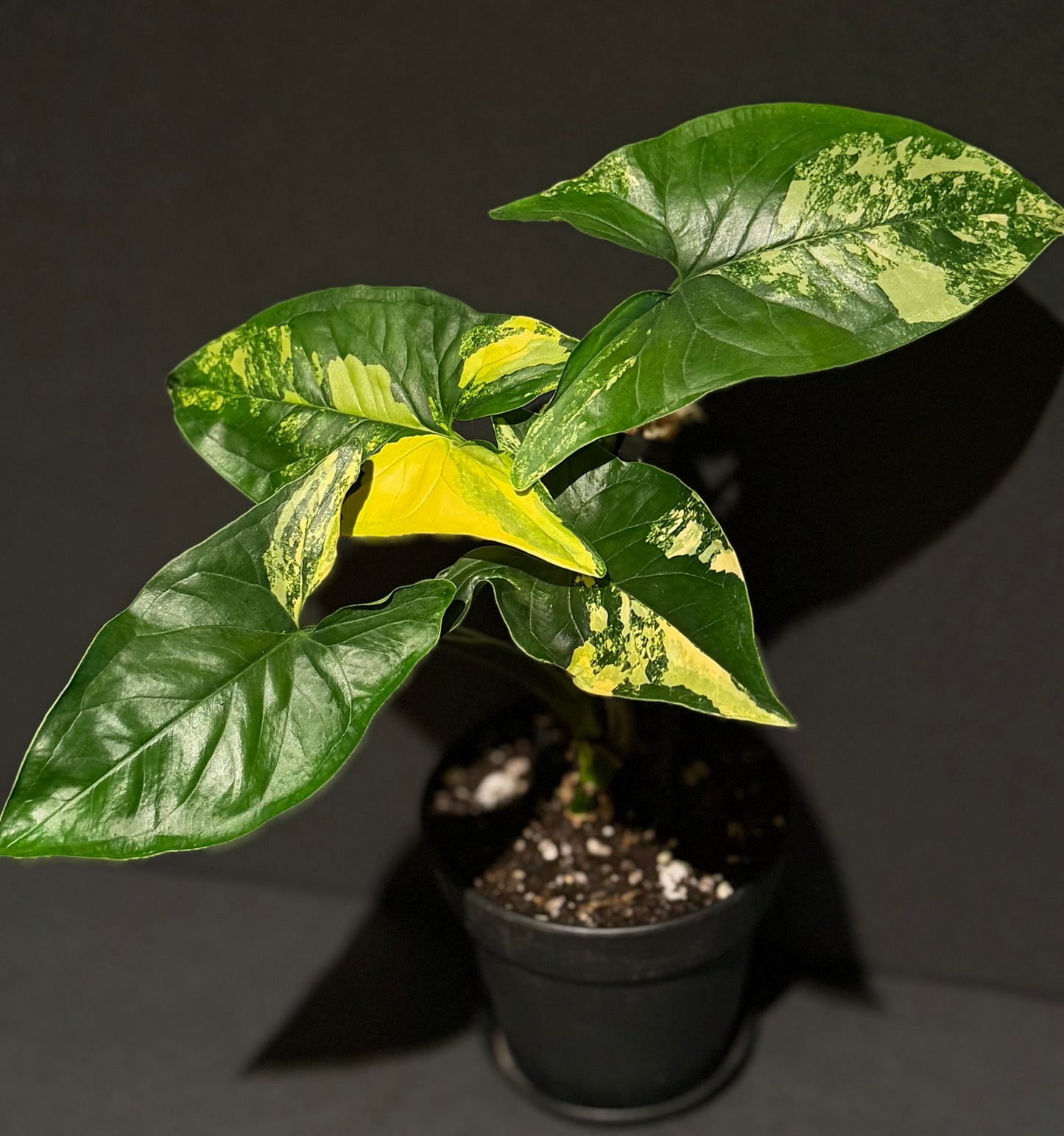 Syngonium podophyllum ‘Aurea’ · The Collection