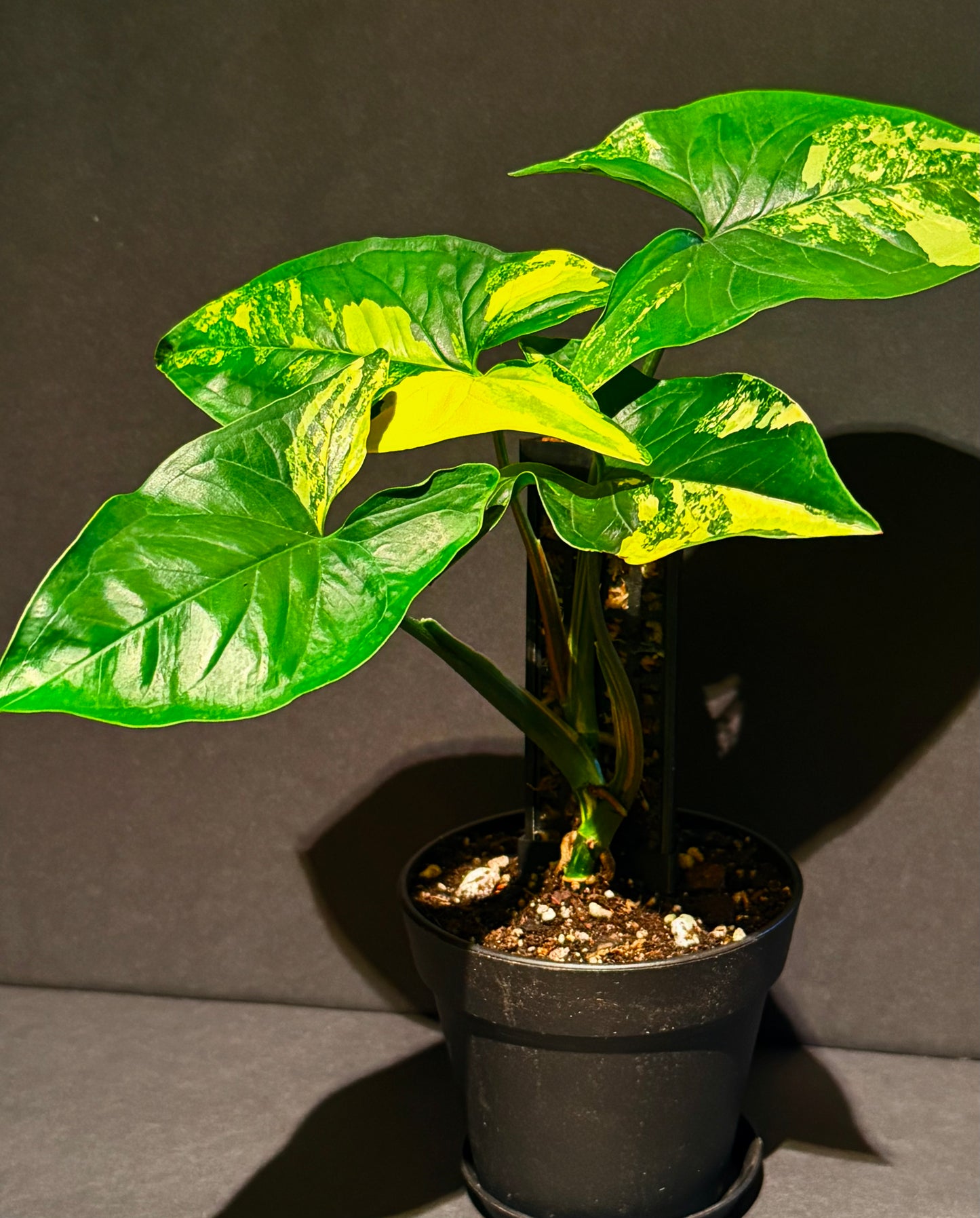 Syngonium podophyllum ‘Aurea’ · The Collection